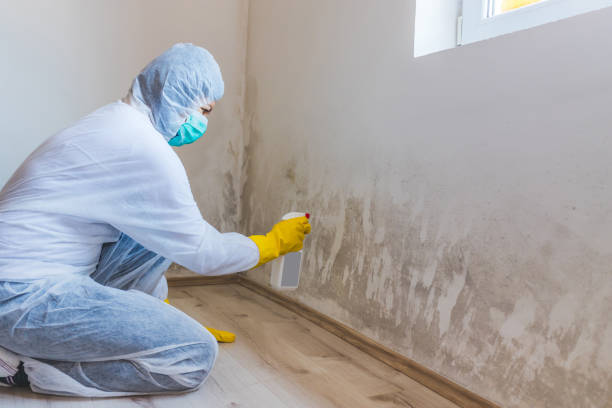 Licensed Crawl Space Mold Removal service in Petersburg, IL - WQB Mold Removal