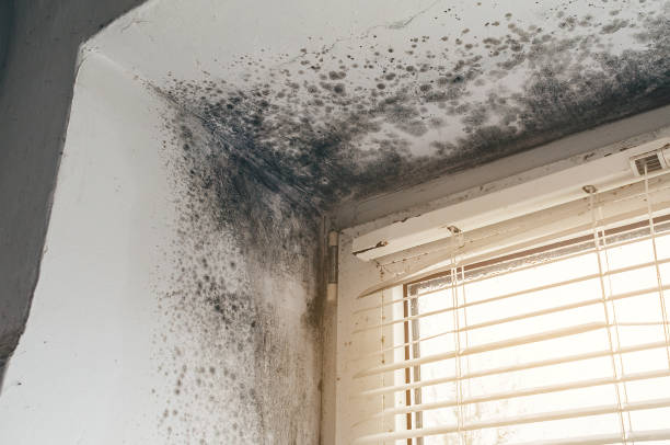 Affordable Crawl Space Mold Removal solutions in Petersburg, IL